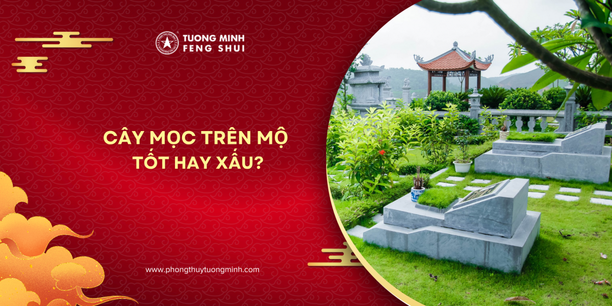 Góc Nhìn Phong Thủy Âm Trạch: Cây Mọc Trên Mộ Tốt Hay Xấu?
