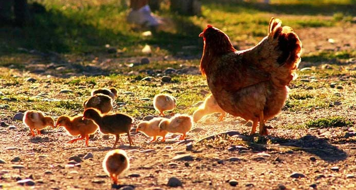 Người Sinh Ngày Dậu Và Những Bí Mật Về Tính Cách, Vận Mệnh, Sức Khỏe