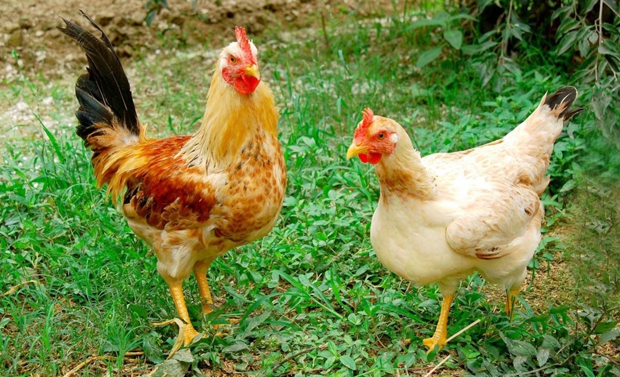 Người Sinh Ngày Dậu Và Những Bí Mật Về Tính Cách, Vận Mệnh, Sức Khỏe