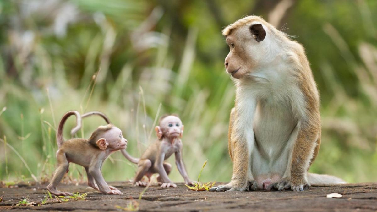 Người Sinh Ngày Thân Và Những Bí Mật Về Tính Cách, Vận Mệnh, Sức Khỏe