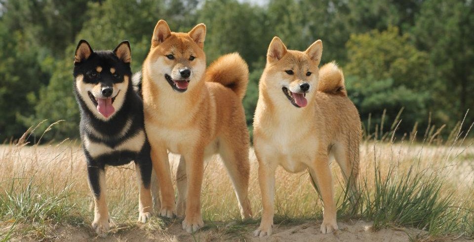 Người Sinh Ngày Tuất Và Những Bí Mật Về Tính Cách, Vận Mệnh, Sức Khỏe