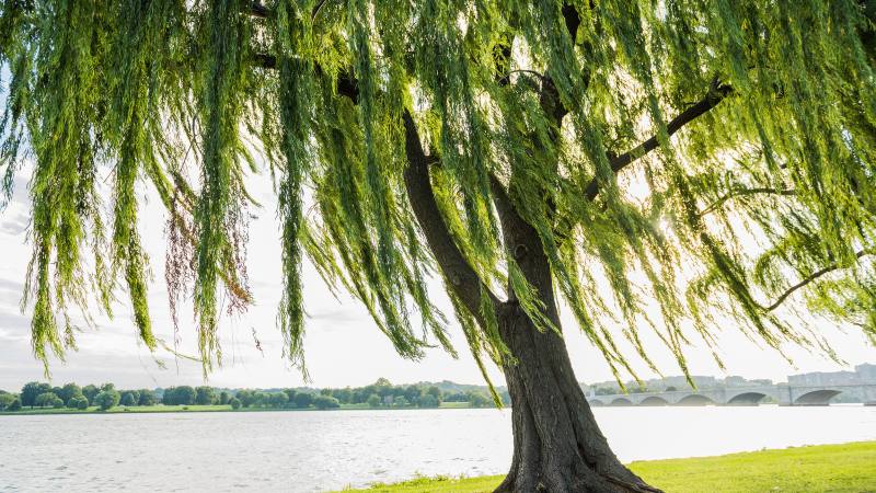 Giải Thích Ý Nghĩa Của Các Ngũ Hành Nạp Âm