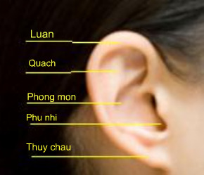 Khám phá bí mật về tướng tai nam nữ