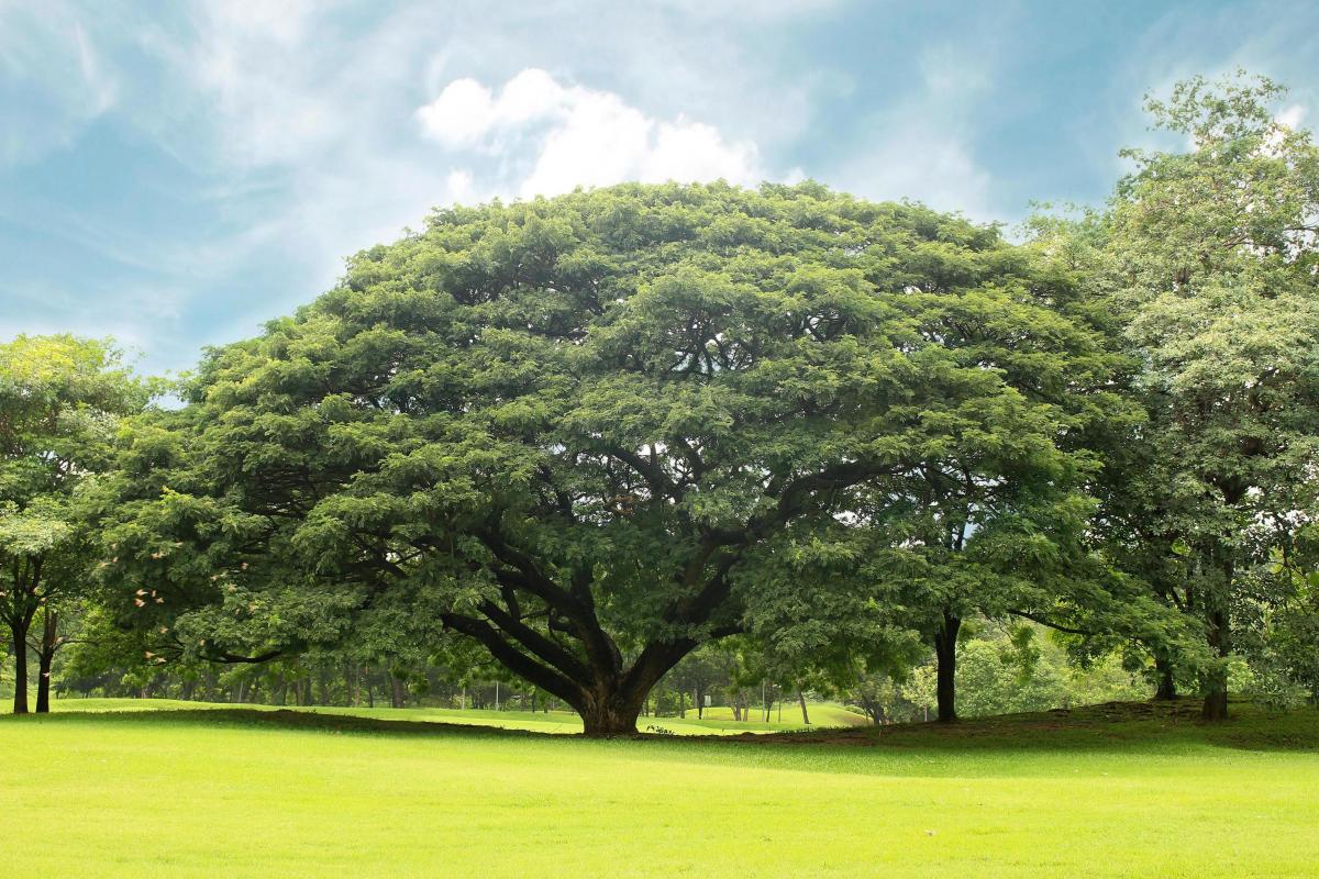 Dụng Thần Điều Hậu Cho Người Mệnh Mộc – Ngày Giáp và Ngày Ất