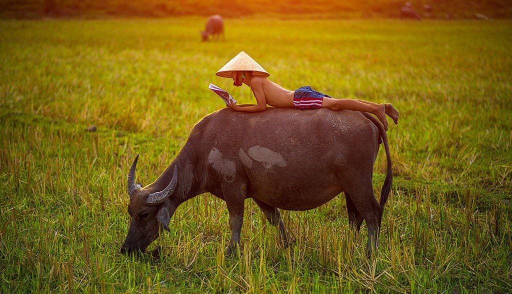  Bát Tự người sinh ngày Sửu Có Gì Đặc Biệt?