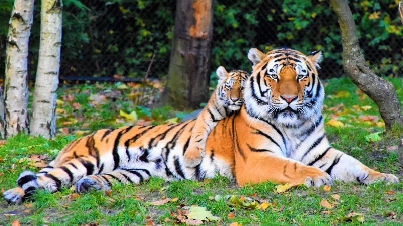 Người Sinh Ngày Dần Và Những Bí Ẩn Về Tính Cách, Vận Mệnh, Sức Khỏe