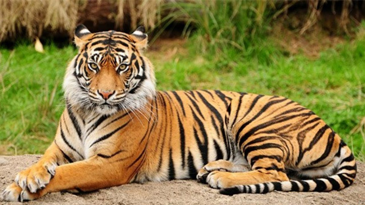 Người Sinh Ngày Dần Và Những Bí Ẩn Về Tính Cách, Vận Mệnh, Sức Khỏe