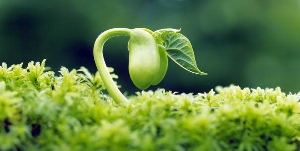 Dụng Thần Điều Hậu Cho Người Mệnh Mộc – Ngày Giáp và Ngày Ất