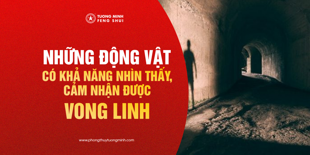 Những Con Vật Có Thể Nhìn Thấy Hoặc Cảm Nhận Được Vong Linh